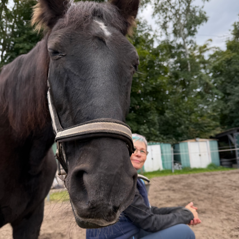 Schwarzes Pferd mit Halfter, Frau sitzt im Vordergrund auf dem Boden.